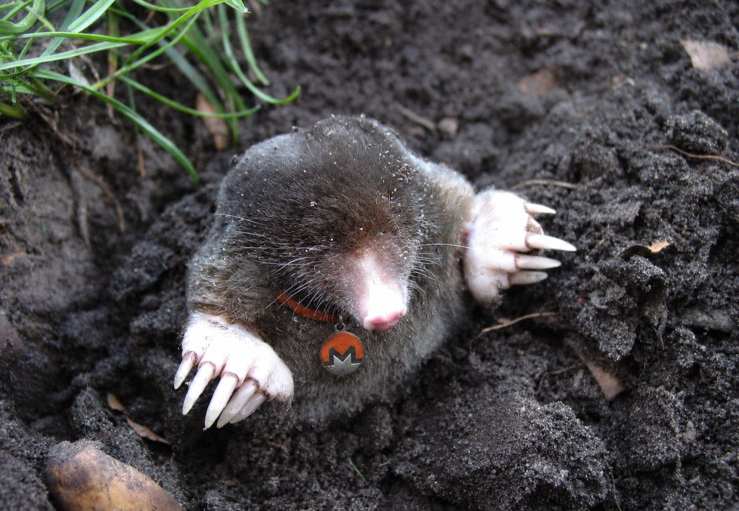 Monero Mole
